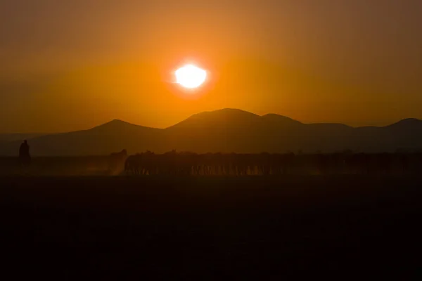 Dzikie Konie Biegające Zachodzie Słońca Kayseri Turcja — Zdjęcie stockowe
