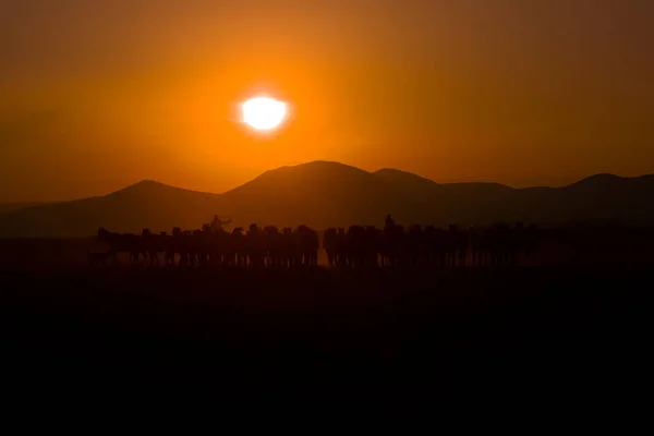 Kuda Liar Berlari Saat Matahari Terbenam Kayseri Turki — Stok Foto