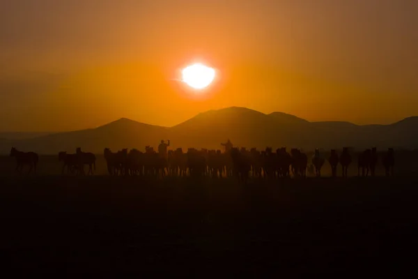 Chevaux Sauvages Courant Coucher Soleil Kayseri Turquie — Photo