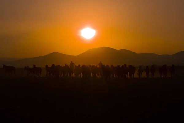 Chevaux Sauvages Courant Coucher Soleil Kayseri Turquie — Photo