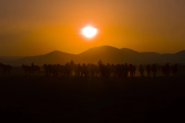 Chevaux Sauvages Courant Coucher Soleil Kayseri Turquie — Photo