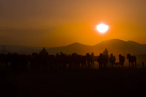Wildpferde Beim Sonnenuntergang Kayseri Türkei — Stockfoto