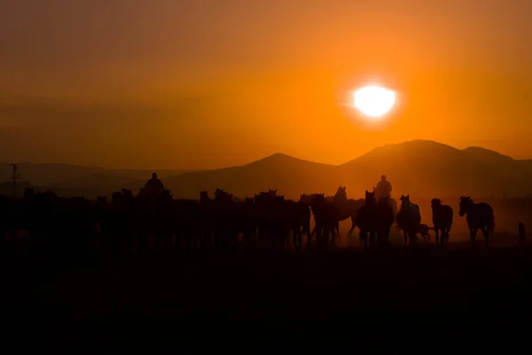 Дикі Коні Бігають Заході Сонця Кайсері Туреччина — стокове фото