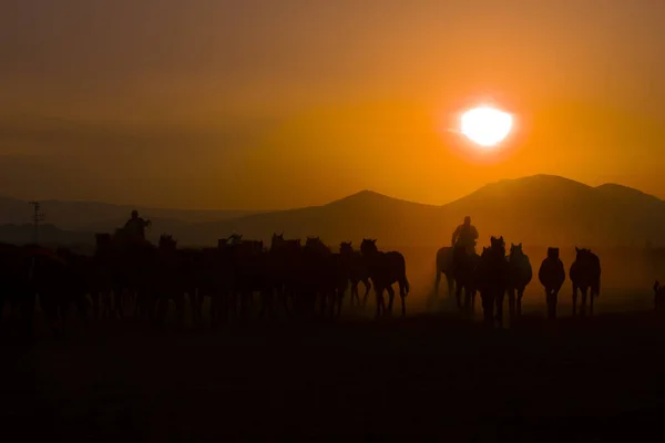 Wildpferde Beim Sonnenuntergang Kayseri Türkei — Stockfoto