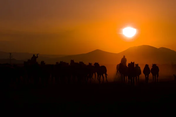 Gün Batımında Koşan Vahşi Atlar Kayseri Türkiye — Stok fotoğraf