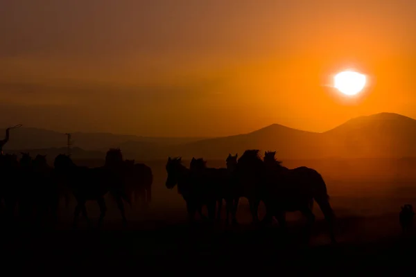Divocí Koně Při Západu Slunce Kayseri Turecko — Stock fotografie