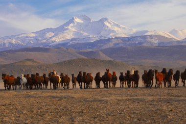 Büyük Erciyes dağı ve vahşi atlar. / Kayseri - Türkiye