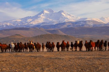 Büyük Erciyes dağı ve vahşi atlar. / Kayseri - Türkiye