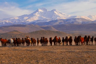Büyük Erciyes dağı ve vahşi atlar. / Kayseri - Türkiye