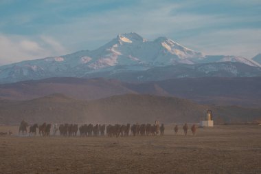 Büyük Erciyes dağı ve vahşi atlar. / Kayseri - Türkiye