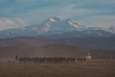Büyük Erciyes dağı ve vahşi atlar. / Kayseri - Türkiye