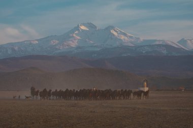Büyük Erciyes dağı ve vahşi atlar. / Kayseri - Türkiye