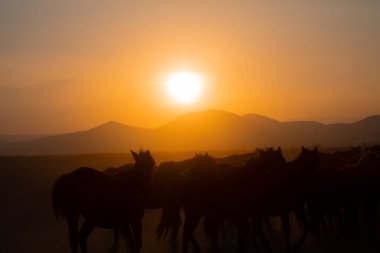 Yıllık atlar gün batımına yakın ve manzara