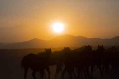 Yıllık atlar gün batımına yakın ve manzara