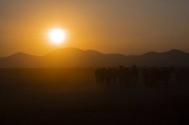 Yıllık atlar gün batımına yakın ve manzara