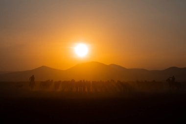 Yıllık atlar gün batımına yakın ve manzara