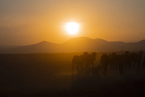 Jahr Pferde Nahe Sonnenuntergang Und Landschaft — Stockfoto