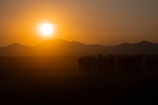 Yıllık Atlar Gün Batımına Yakın Manzara — Stok fotoğraf