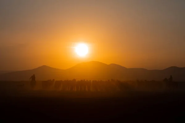 Jahr Pferde Nahe Sonnenuntergang Und Landschaft — Stockfoto