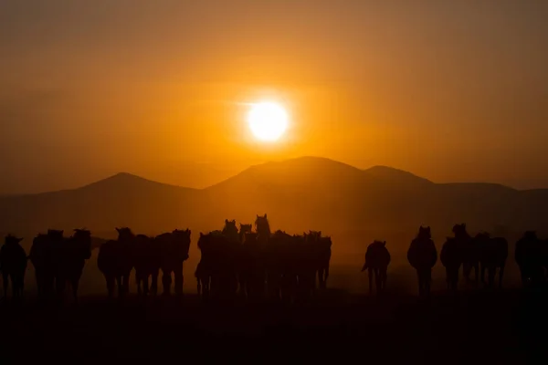 Рік Коней Біля Заходу Сонця Пейзажу — стокове фото