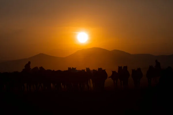 Έτος Άλογα Κοντά Στο Ηλιοβασίλεμα Και Τοπίο — Φωτογραφία Αρχείου