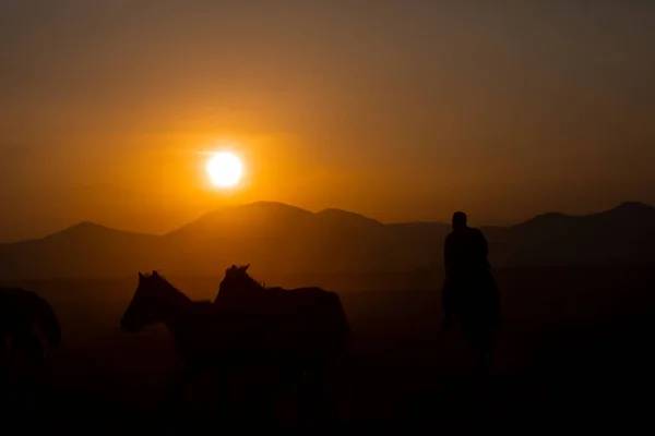 Yıllık Atlar Gün Batımına Yakın Manzara — Stok fotoğraf