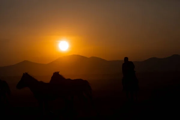 Jahr Pferde Nahe Sonnenuntergang Und Landschaft — Stockfoto