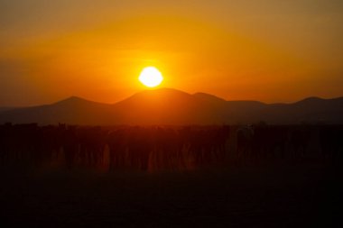 Dağ silueti ve Vahşi Yıl atları,