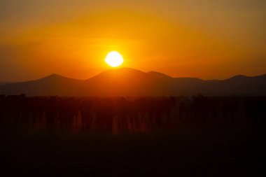 Dağ silueti ve Vahşi Yıl atları,