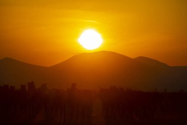 Dağ silueti ve Vahşi Yıl atları,