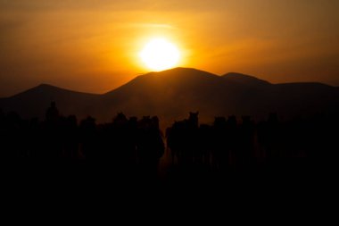 Dağ silueti ve Vahşi Yıl atları,