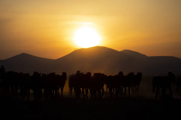 Bergsilhouette Und Wildjahrespferde — Stockfoto