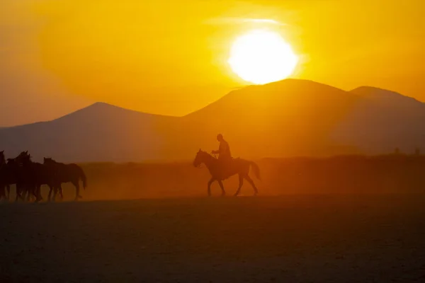 Silhouette Montagne Chevaux Année Sauvage — Photo