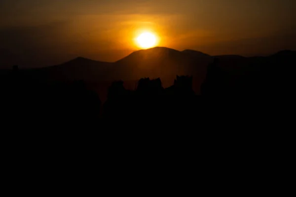 Mountain silhouette and Wild year`s horses,