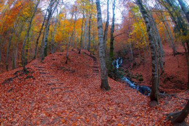 Seven Lakes Ulusal Parkı ve Sonbahar Peyzajı, Bolu / Türkiye - Bolu