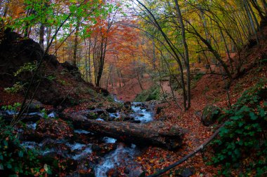 Seven Lakes Ulusal Parkı ve Sonbahar Peyzajı, Bolu / Türkiye - Bolu