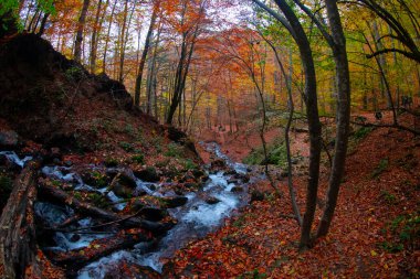 Seven Lakes Ulusal Parkı ve Sonbahar Peyzajı, Bolu / Türkiye - Bolu