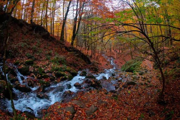 Nationaal Park Herfstlandschap Van Zeven Meren Bolu Turkije Bolu — Stockfoto