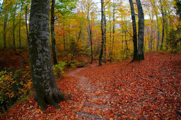 Park Narodowy Siedem Jezior Jesienny Krajobraz Bolu Turcja Bolu — Zdjęcie stockowe