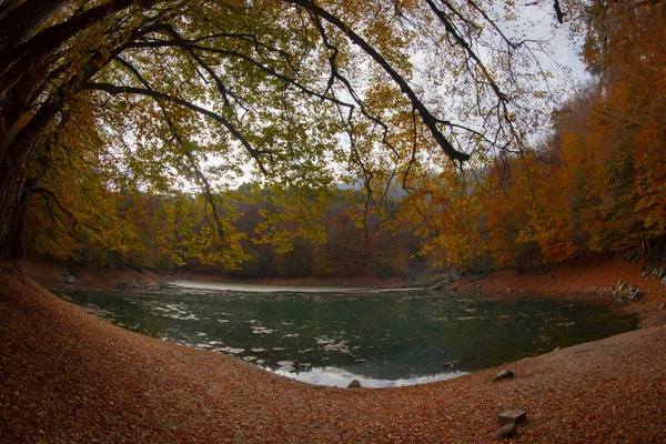 Les Mois Automne Sont Les Belles Forêts Turquie — Photo