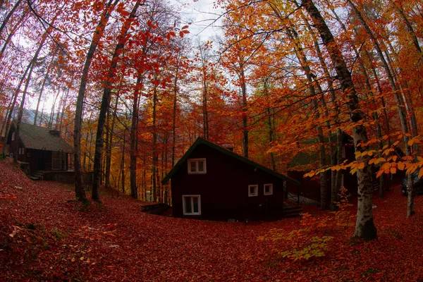 Los Meses Otoño Son Los Bosques Más Bellos Turquía — Foto de Stock