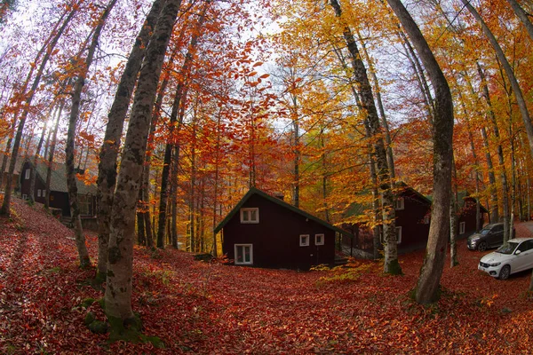 Les Mois Automne Sont Les Belles Forêts Turquie — Photo