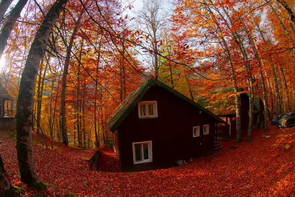 Осенние Месяцы Самые Красивые Леса Турции — стоковое фото