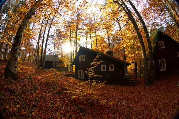 Los Meses Otoño Son Los Bosques Más Bellos Turquía — Foto de Stock