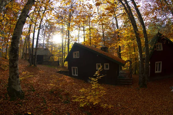 Los Meses Otoño Son Los Bosques Más Bellos Turquía — Foto de Stock