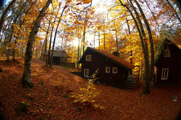 Los Meses Otoño Son Los Bosques Más Bellos Turquía — Foto de Stock