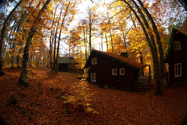 Meses Outono São Florestas Mais Bonitas Turquia — Fotografia de Stock