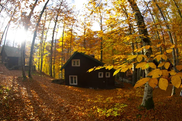 Los Meses Otoño Son Los Bosques Más Bellos Turquía — Foto de Stock