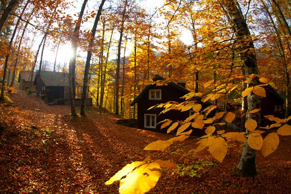 Meses Outono São Florestas Mais Bonitas Turquia — Fotografia de Stock