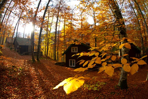 Podzimní Měsíce Jsou Nejkrásnější Lesy Turecku — Stock fotografie